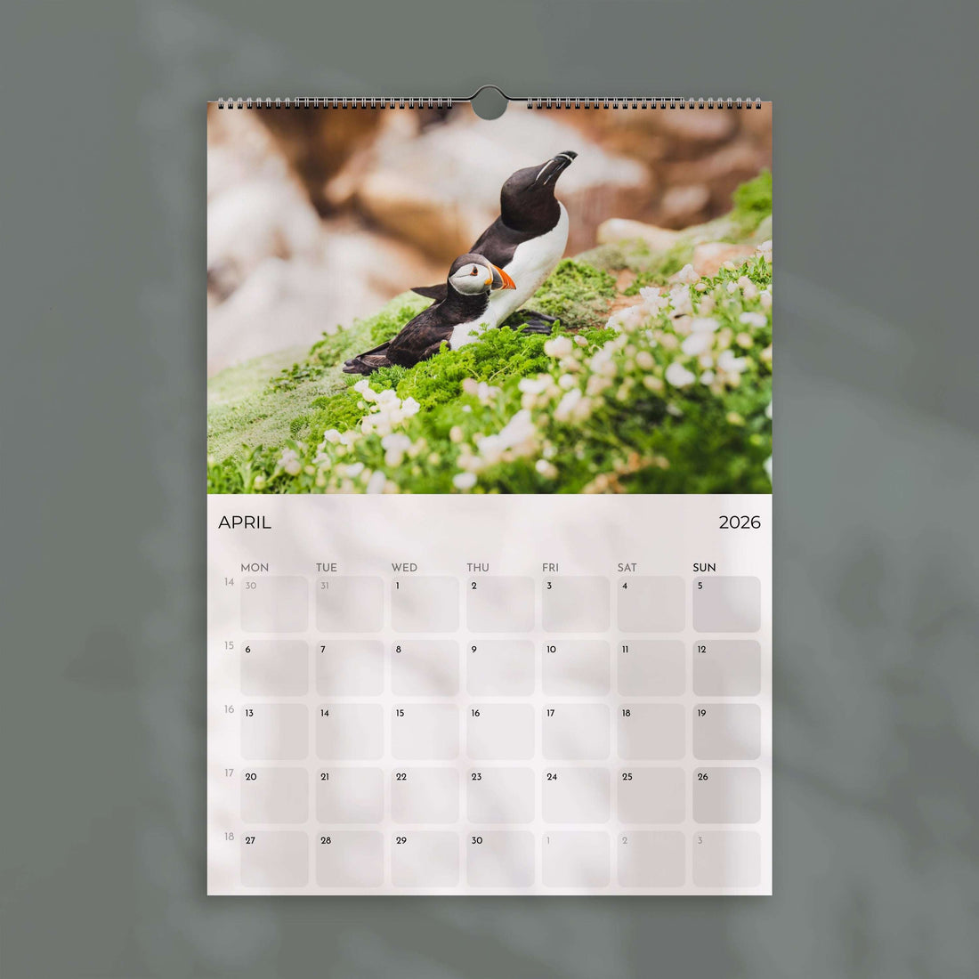 Puffins 2026 - Wall Calendar
