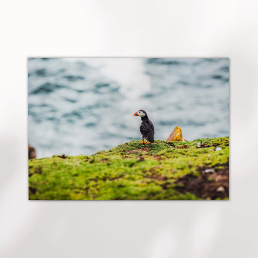Puffin beside the sea on Saltee Island, photographed at eye level