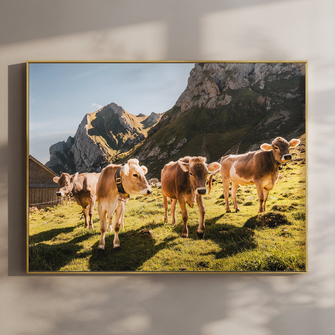 Beautiful Alpine cows grazing in Appenzell, Switzerland, with majestic mountain peaks in the background.