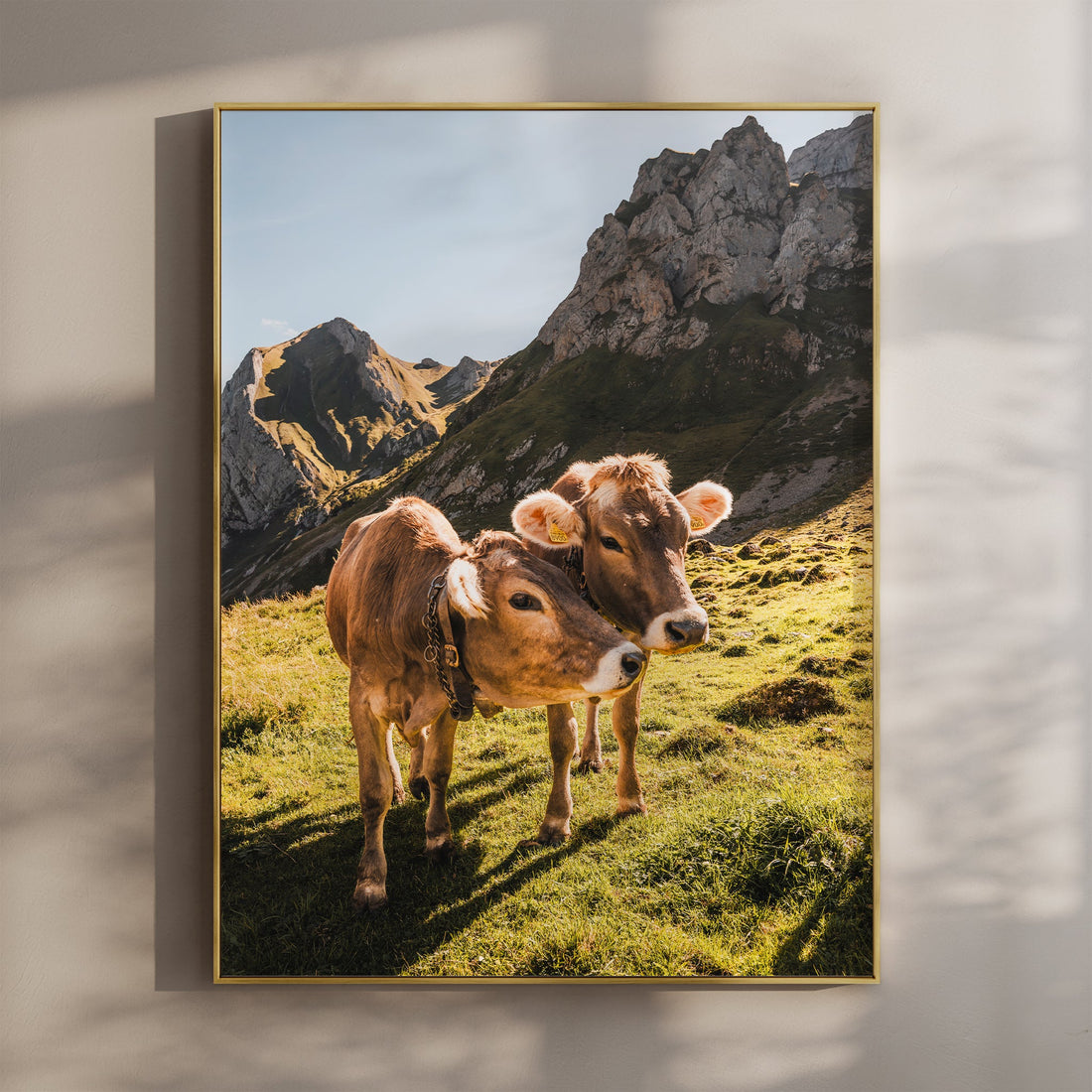 A charming fine art print of Alpine cows grazing in the sunlit meadows of Appenzell, Switzerland.