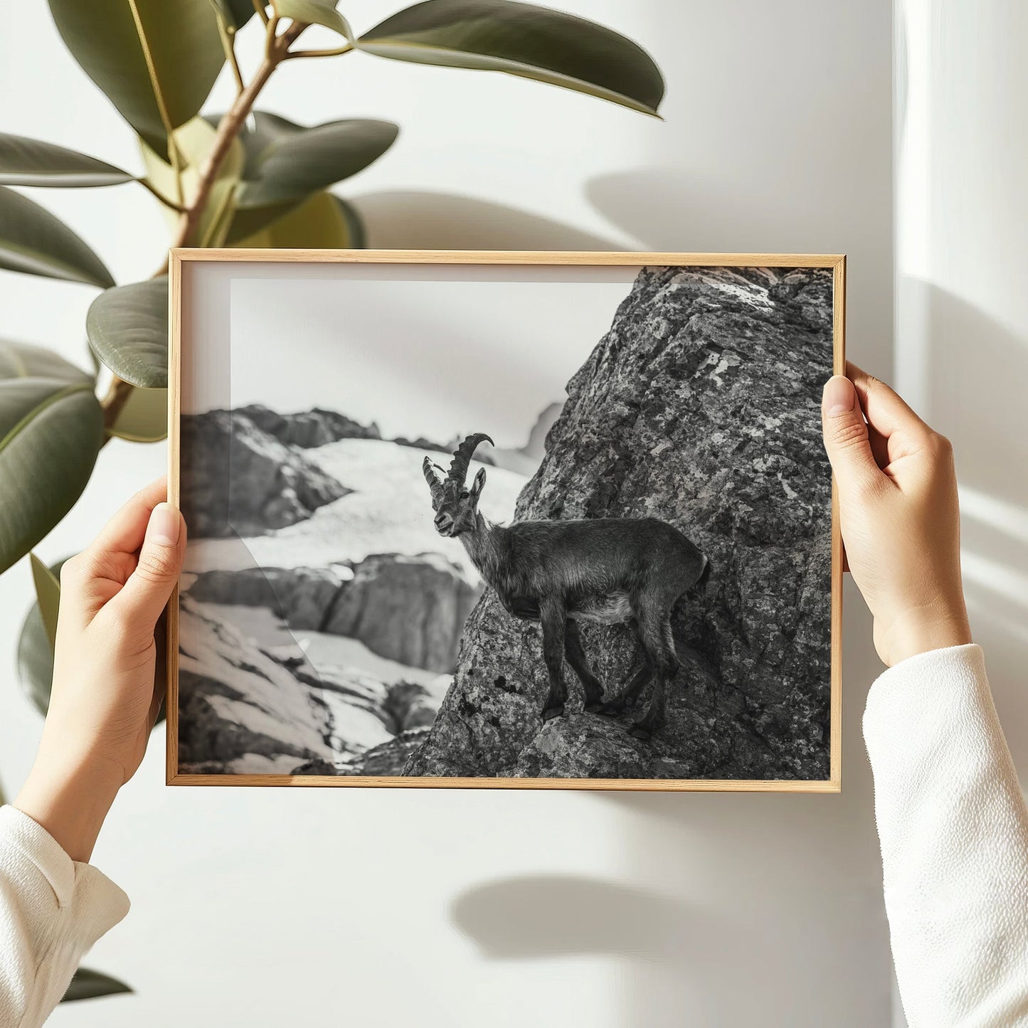 Fine art wildlife photo print of an alpine mountain goat perched on textured rocks in a snowy alpine setting.