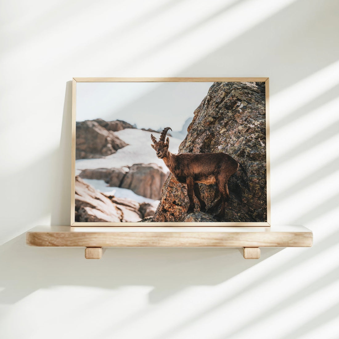 Fine art print of a wild alpine ibex against a backdrop of snow and stone in the French Alps.