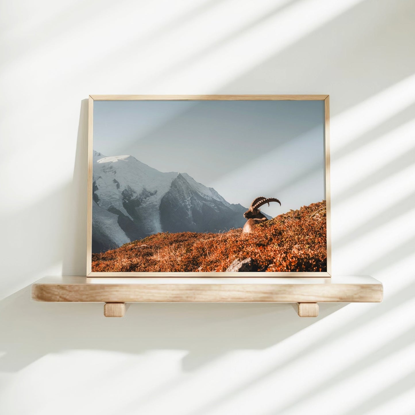 Stunning landscape photography of an alpine ibex under a soft morning sky in front of Mont Blanc’s snowy ridges.