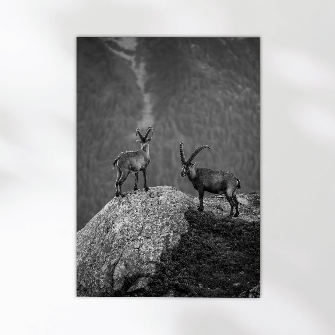 Majestic alpine ibex mountain photography print featuring a breathtaking Chamonix landscape.
