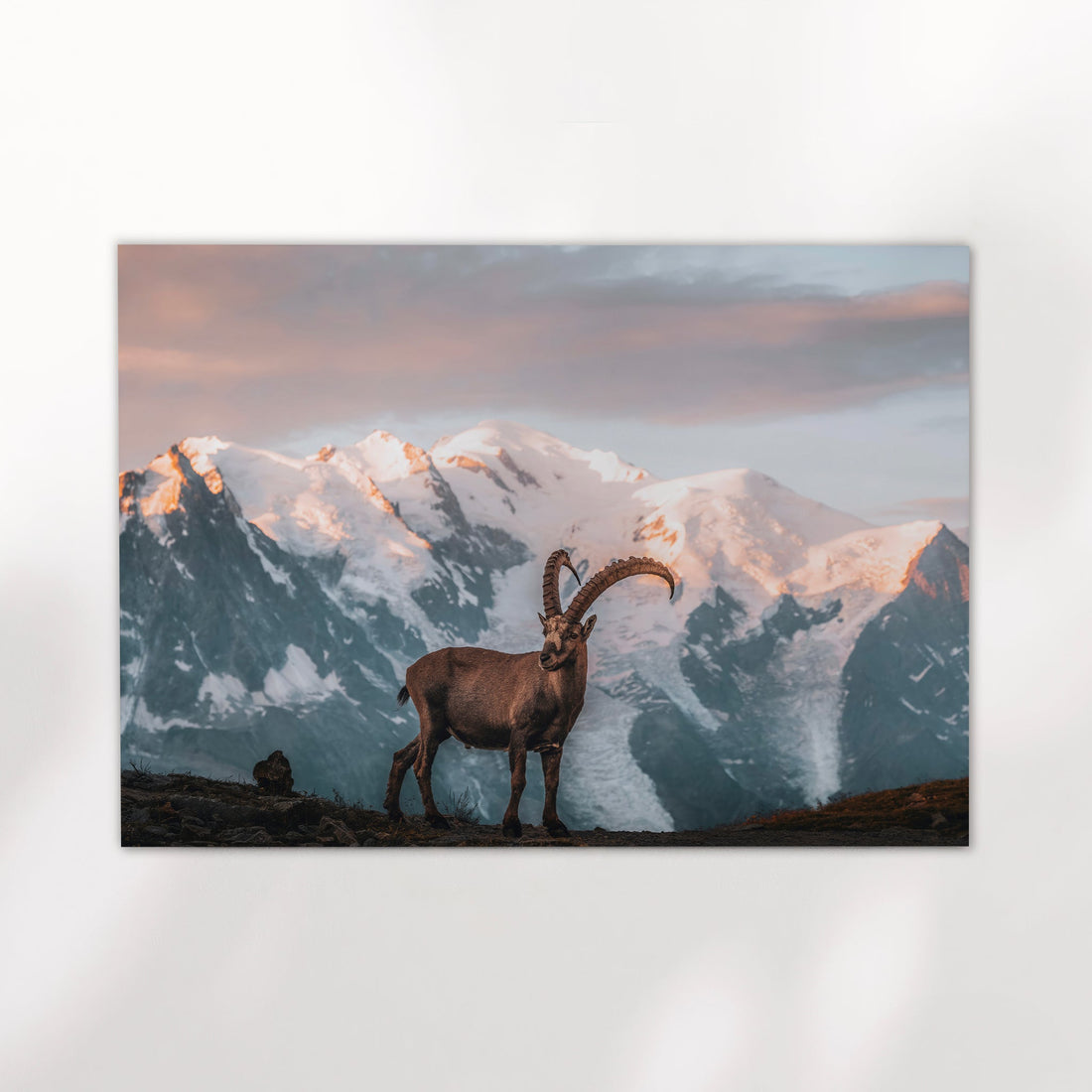 Fine art mountain print of an alpine ibex standing proudly in front of the Mont Blanc Massif at sunset.