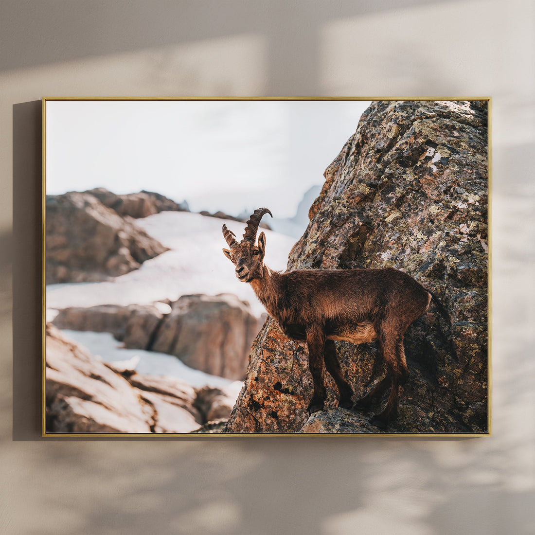 Alpine ibex wall art print showing a majestic mountain goat standing on granite rocks in the French Alps.