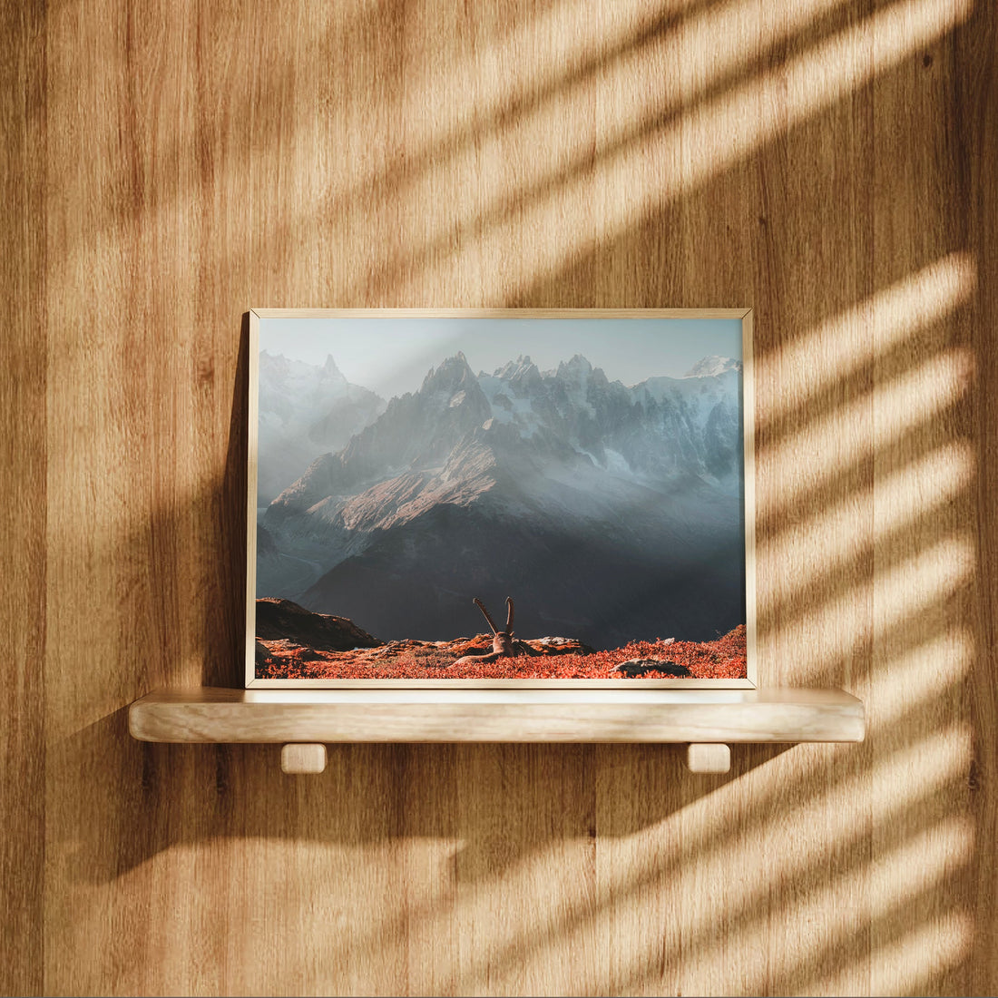 Alpine wildlife wall art print with an ibex in a vivid sunrise landscape near Mont Blanc in the French Alps.