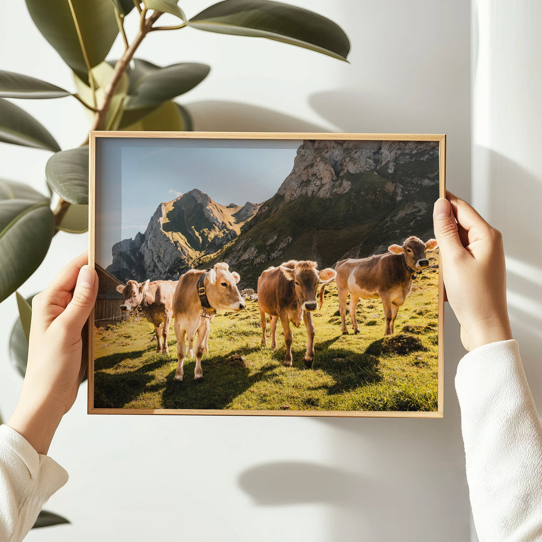 Captivating Appenzell cattle photography print featuring a peaceful Swiss alpine pasture.