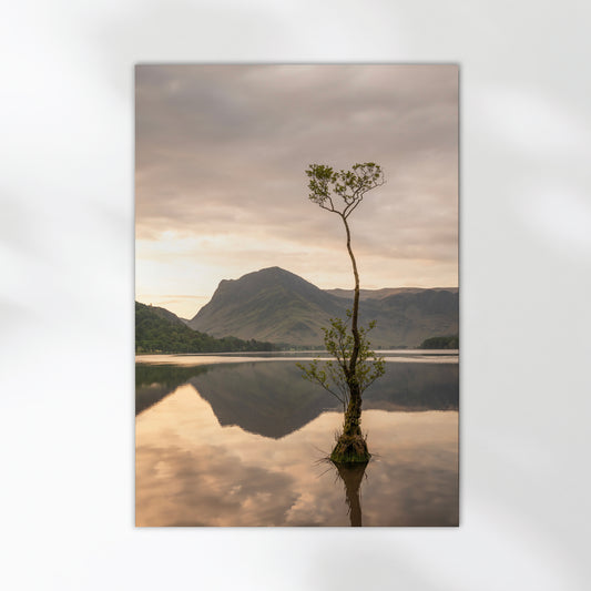 Buttermere Lone Tree print – Fine art print closeup