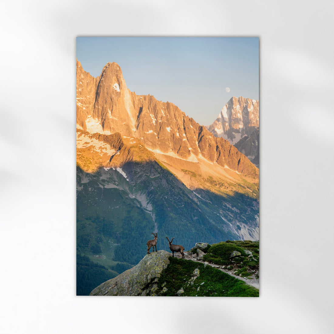 A breathtaking Chamonix alpine ibex photography print featuring majestic peaks bathed in warm sunset light.