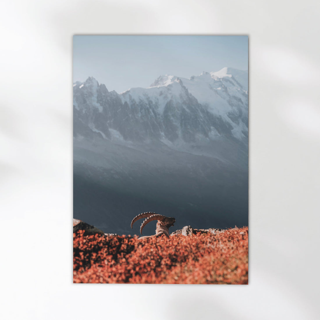 A breathtaking wildlife print of an ibex in Chamonix with the snow-covered Mont Blanc Massif.