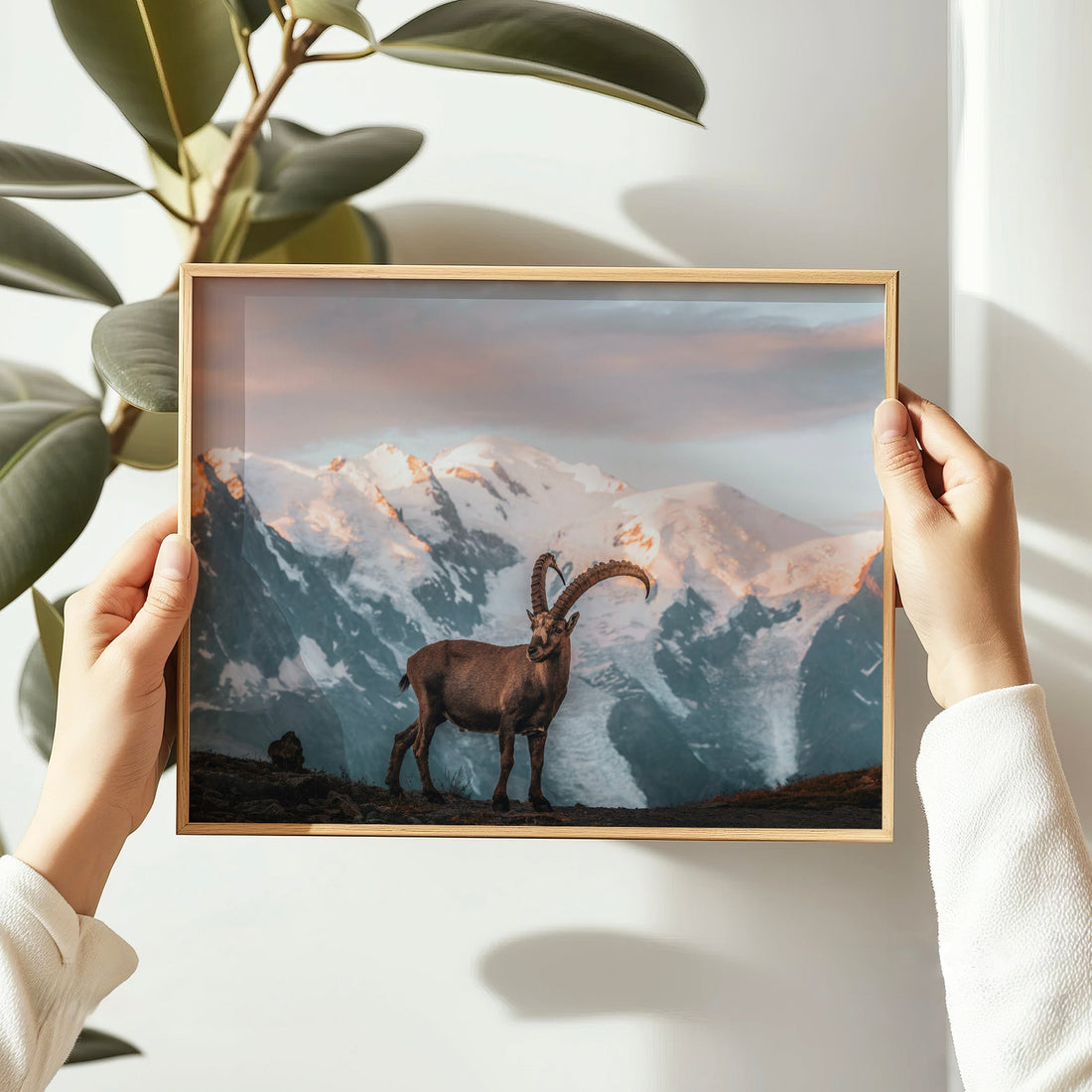 Chamonix photography print featuring a wild ibex and snowy peaks of the Mont Blanc range in golden light.