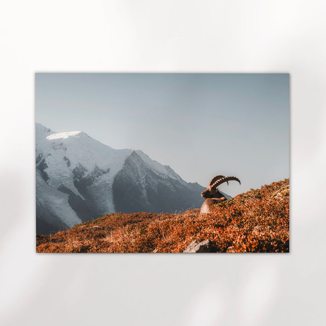 Fine art Chamonix photography print of an ibex at sunrise with dramatic alpine peaks and soft light.