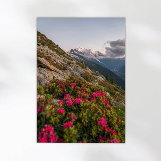 Chamonix mountain landscape photography print with wildflowers in the foreground and Mont Blanc in the distance.