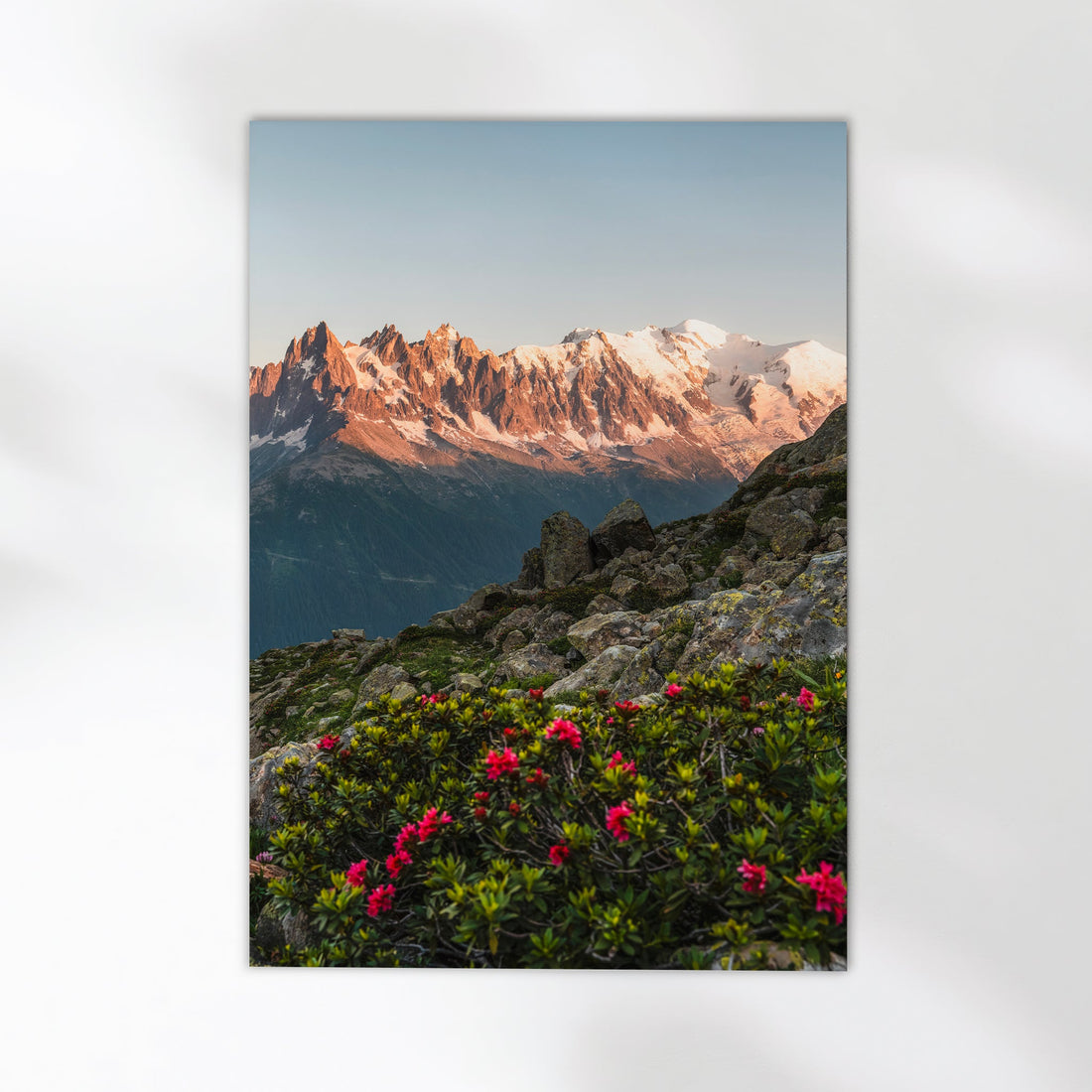 Sunset over the Aiguilles de Chamonix in this breathtaking fine art photography print with lush alpine flora.