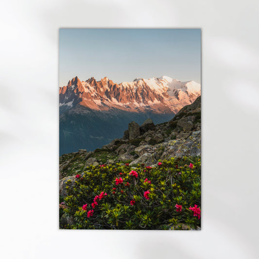Sunset over the Aiguilles de Chamonix in this breathtaking fine art photography print with lush alpine flora.