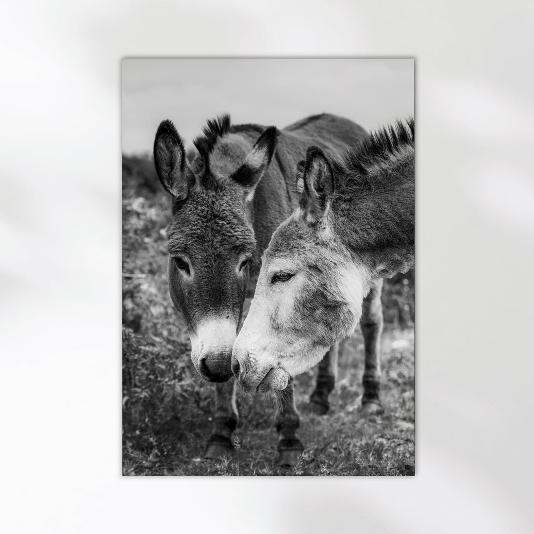 Irish donkey photography print in black and white, ideal for rustic or farmhouse decor.