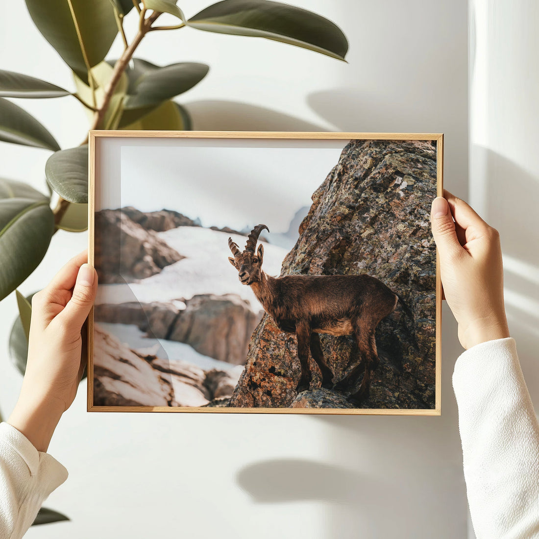 Fine art photo print of an alpine ibex in the French Alps, perfect for mountain and nature lovers.