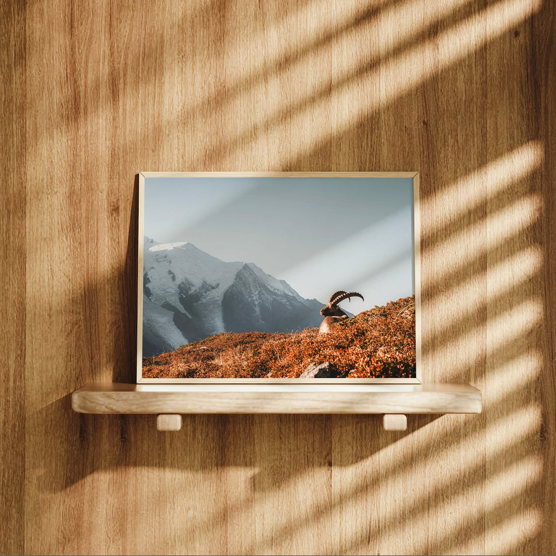French Alps wall art print featuring a majestic ibex at dawn, surrounded by warm tones and rugged peaks.