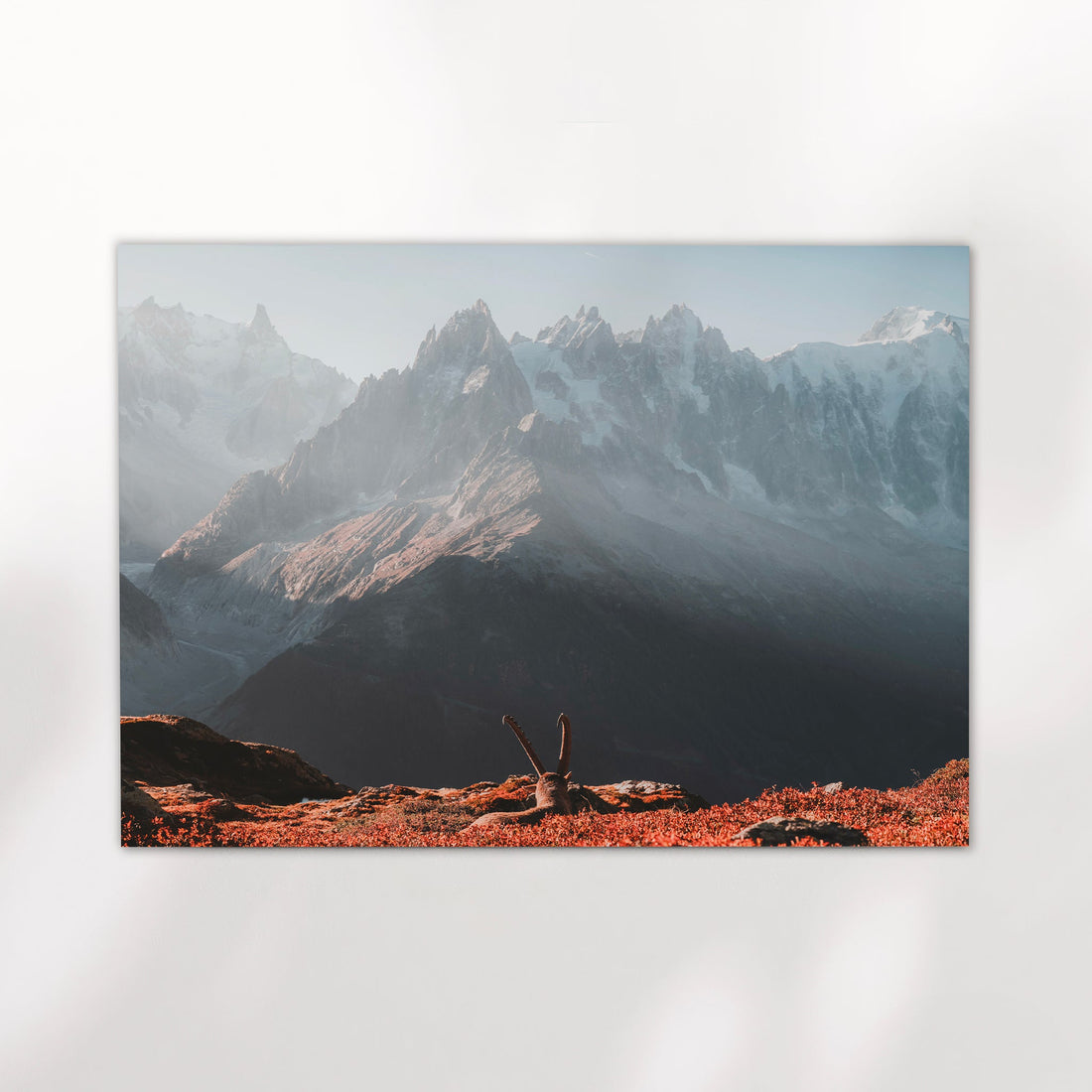 French Alps ibex photography print showing a wild alpine ibex with snowy Mont Blanc peaks in soft morning light.