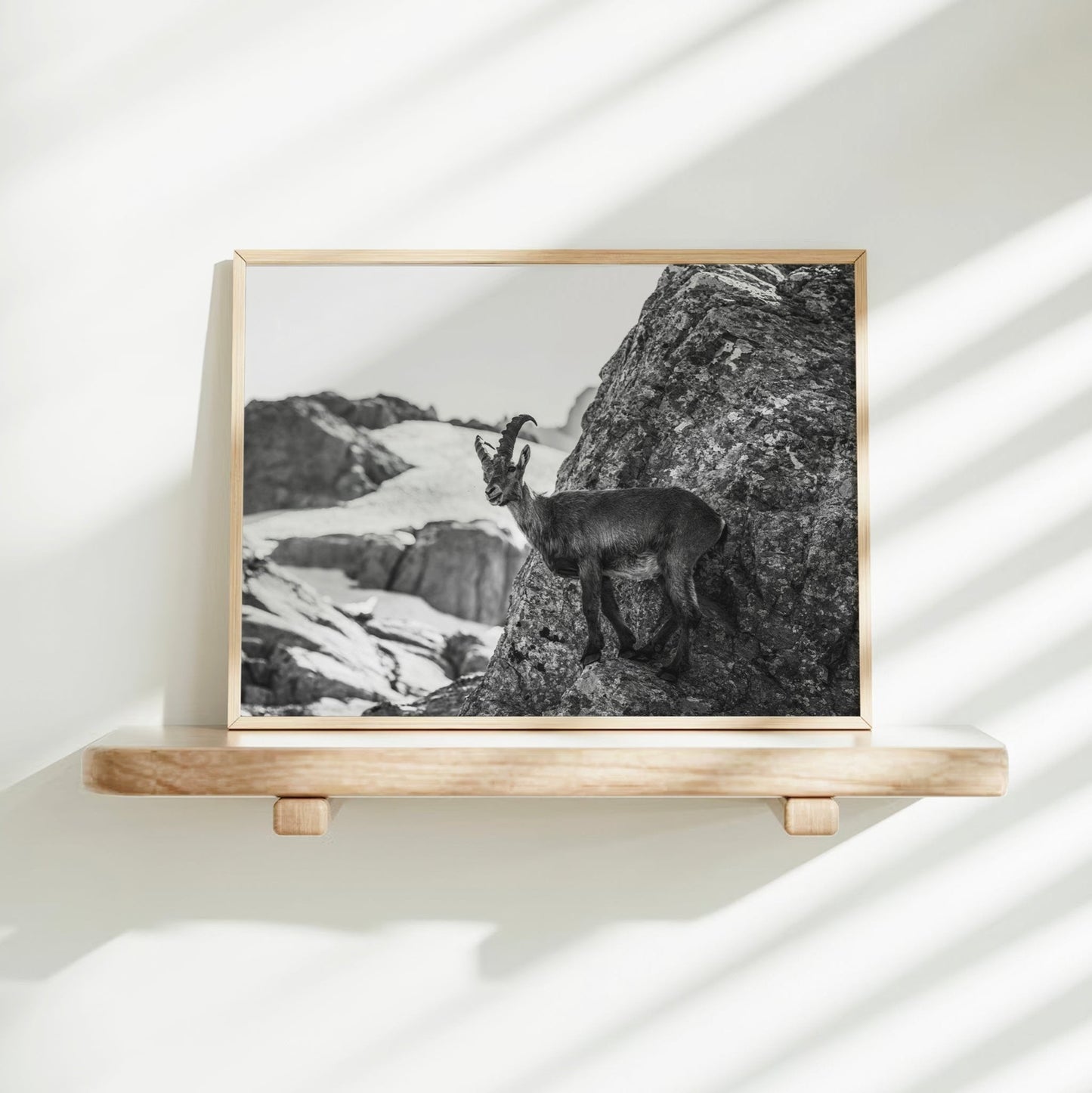 Wildlife art print of an alpine ibex in the French Alps captured in timeless black and white photography.