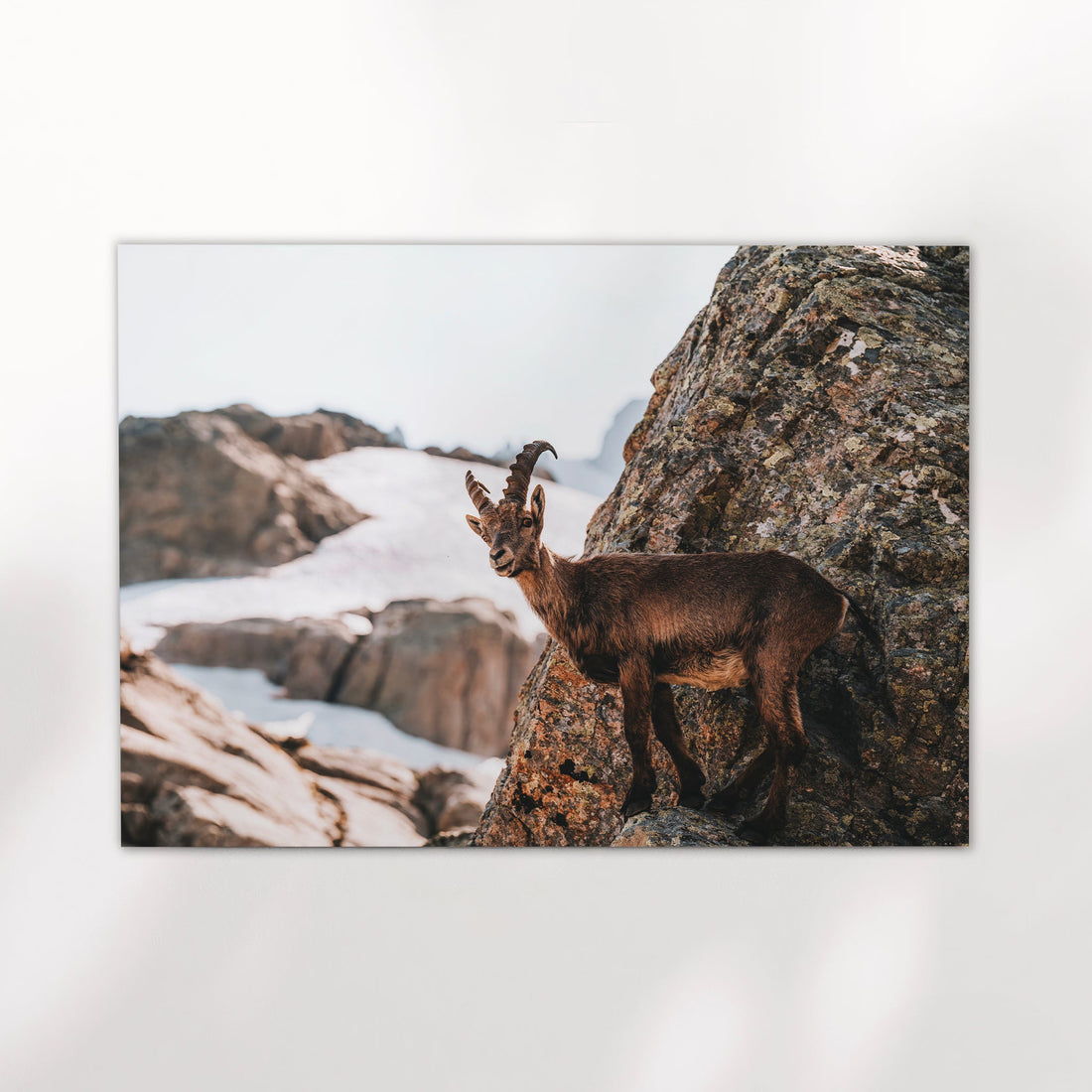 Wildlife photography print of an alpine ibex among rocky peaks and glacier in the Chamonix backcountry.