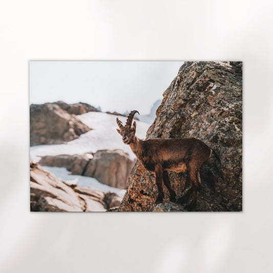 Wildlife photography print of an alpine ibex among rocky peaks and glacier in the Chamonix backcountry.