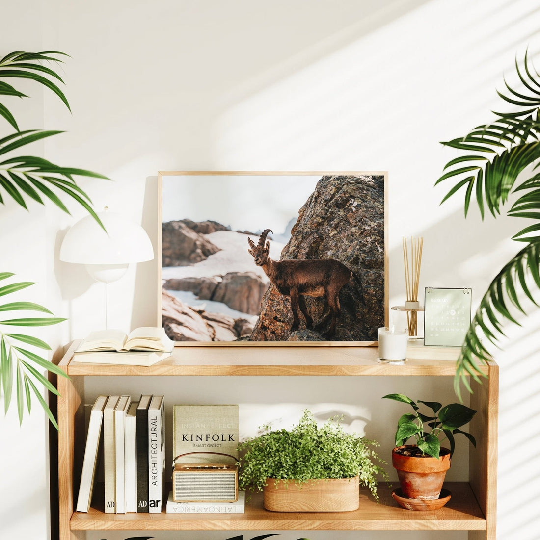 Framed art print of an alpine ibex perched on rugged rocks with snowy alpine scenery in the background.