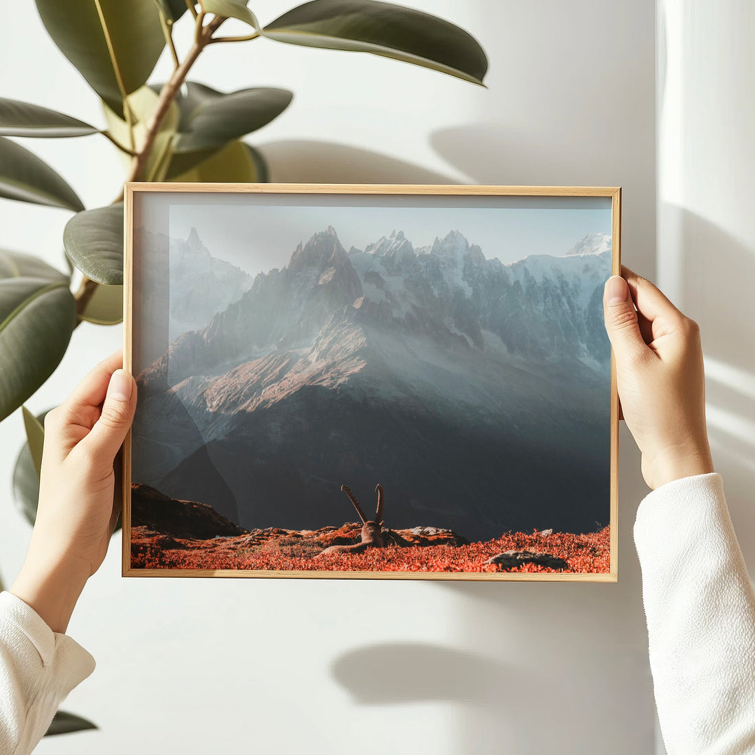 Majestic Chamonix mountain scene featuring an ibex in front of Mont Blanc at golden hour, perfect for wall decor.