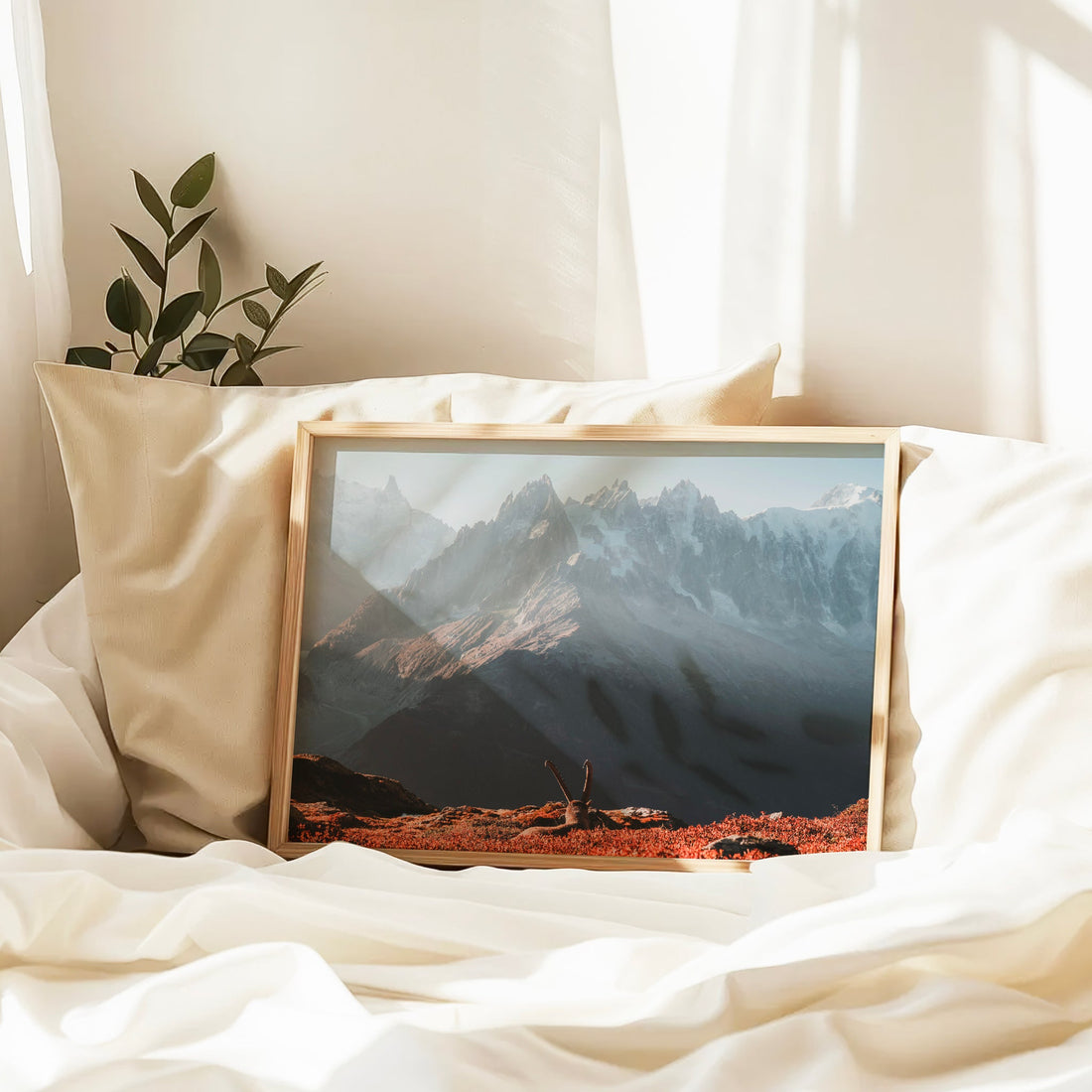 Landscape print of an ibex resting in front of a dramatic alpine glacier, photographed in the Chamonix valley.