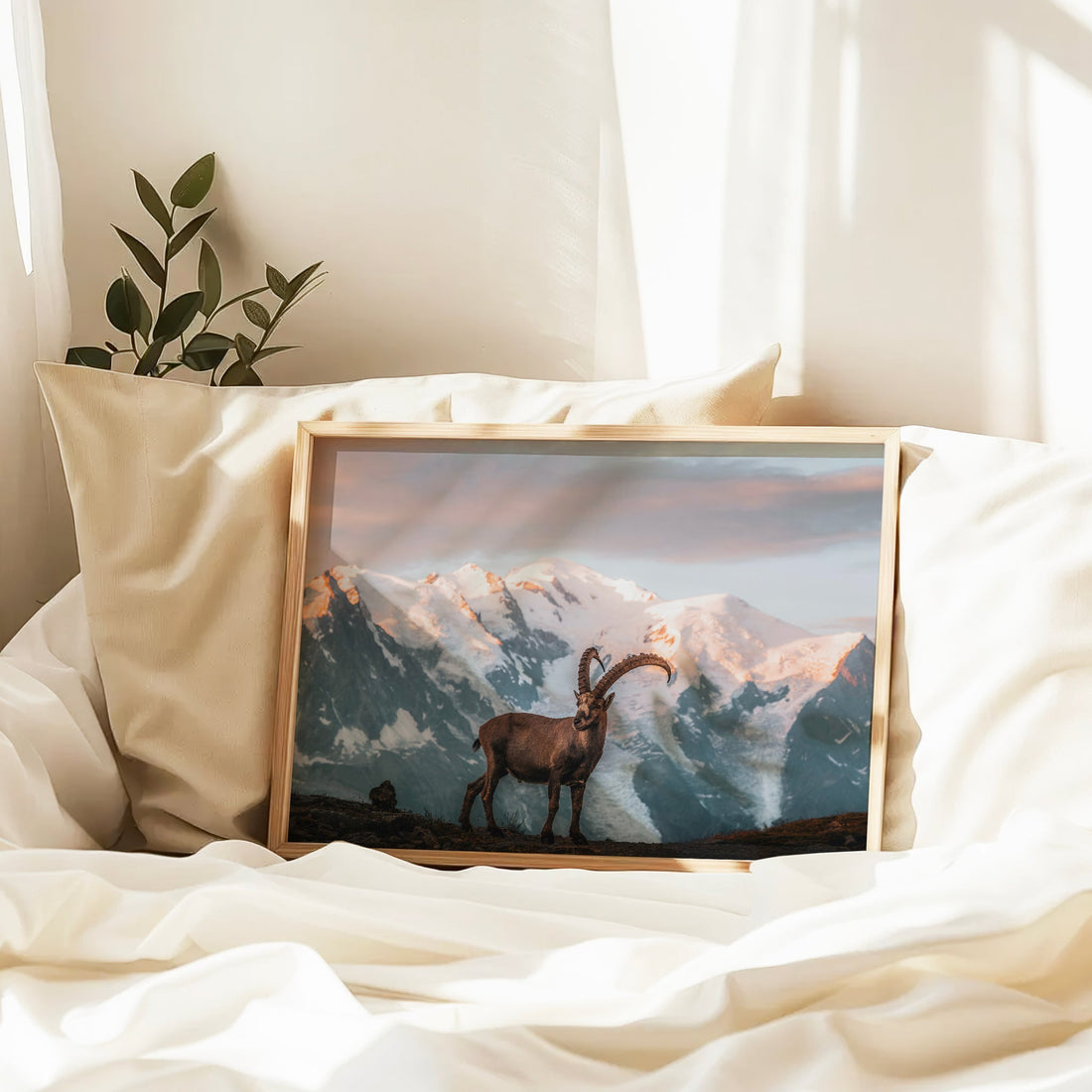 High alpine sunset photography print capturing a majestic ibex above Chamonix with Mont Blanc in view.