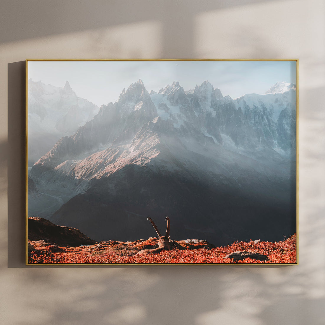 Fine art wall print of an alpine ibex with Mont Blanc in the background at sunrise, captured in Chamonix, France.