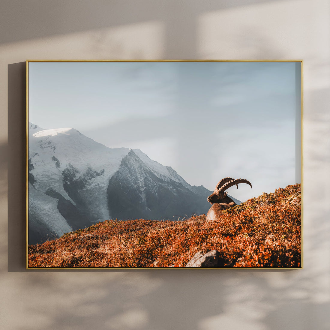 Alpine ibex wall art print with Mont Blanc in the background, captured at sunrise near Chamonix in the French Alps.