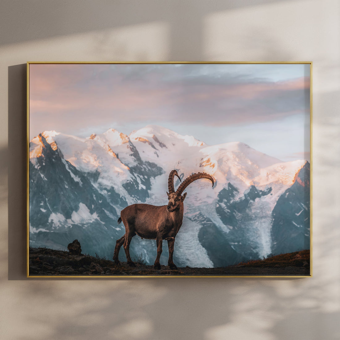Majestic ibex wall art print with Mont Blanc backdrop, perfect for alpine wildlife and Chamonix decor lovers.