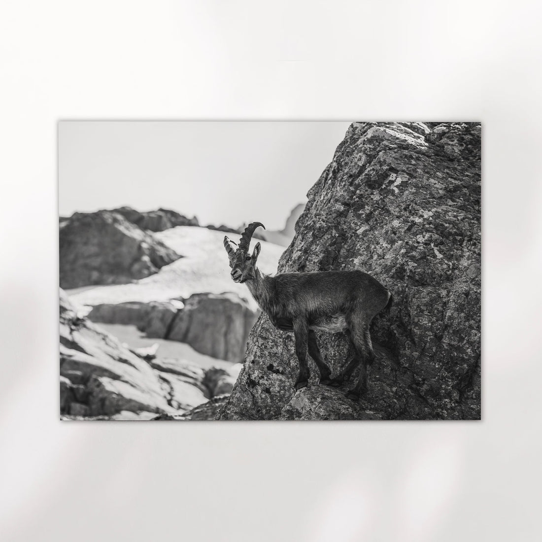 Monochrome wildlife photography print featuring an alpine ibex on rugged mountain terrain near Chamonix.
