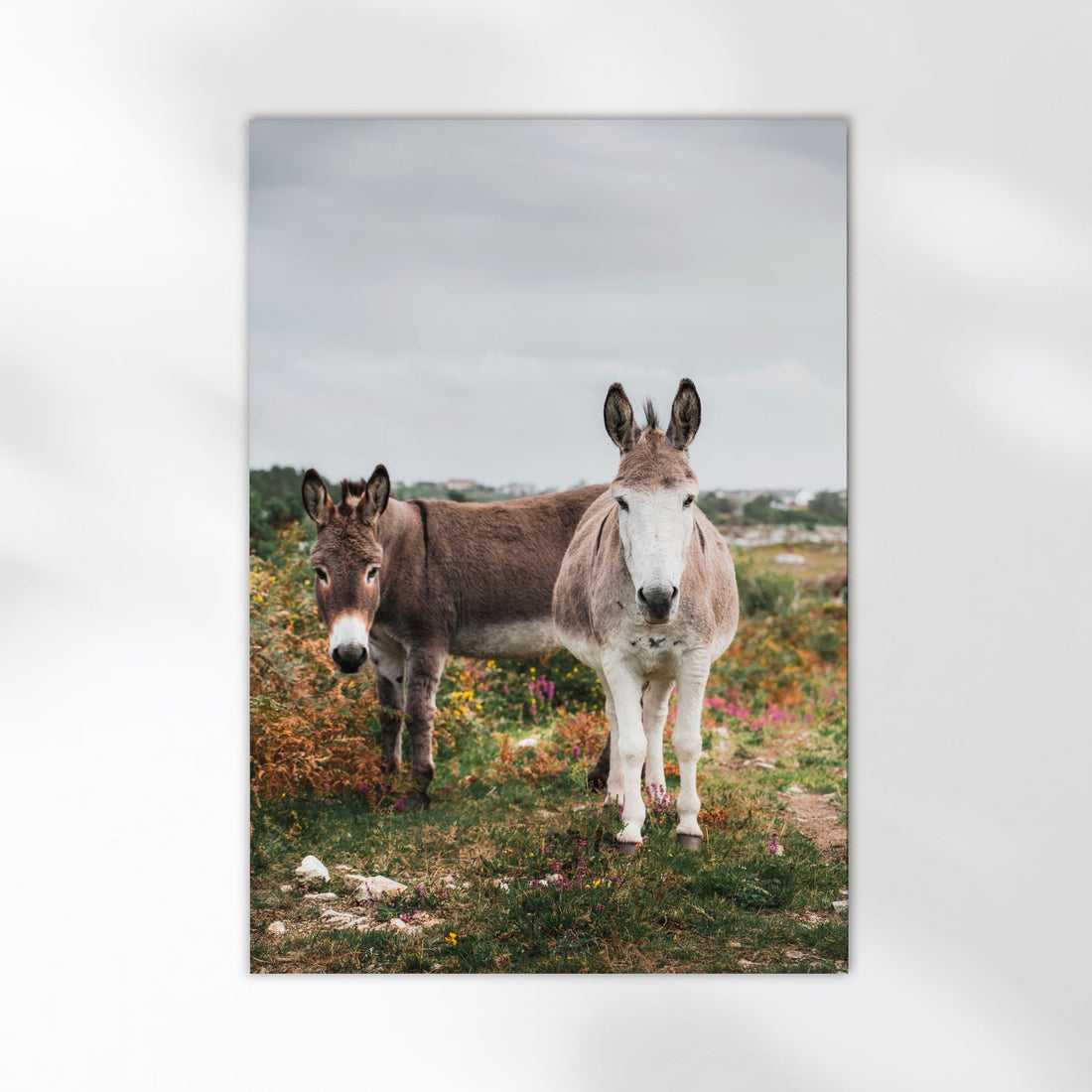 irish-donkeys-connemara-photography-print-natural-interior-decor
