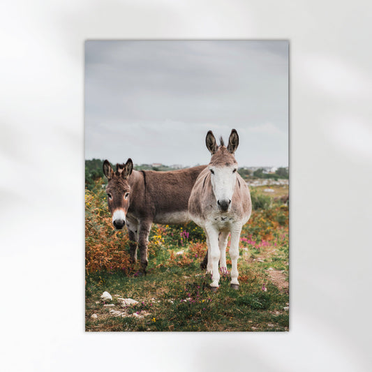 irish-donkeys-connemara-photography-print-natural-interior-decor