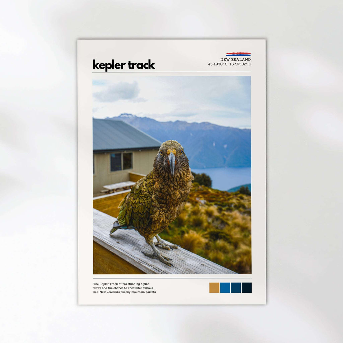 Kepler Track kea photography print from Fiordland National Park