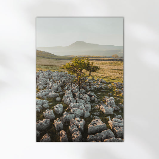 Yorkshire Dales landscape print featuring a lone tree and rocky terrain