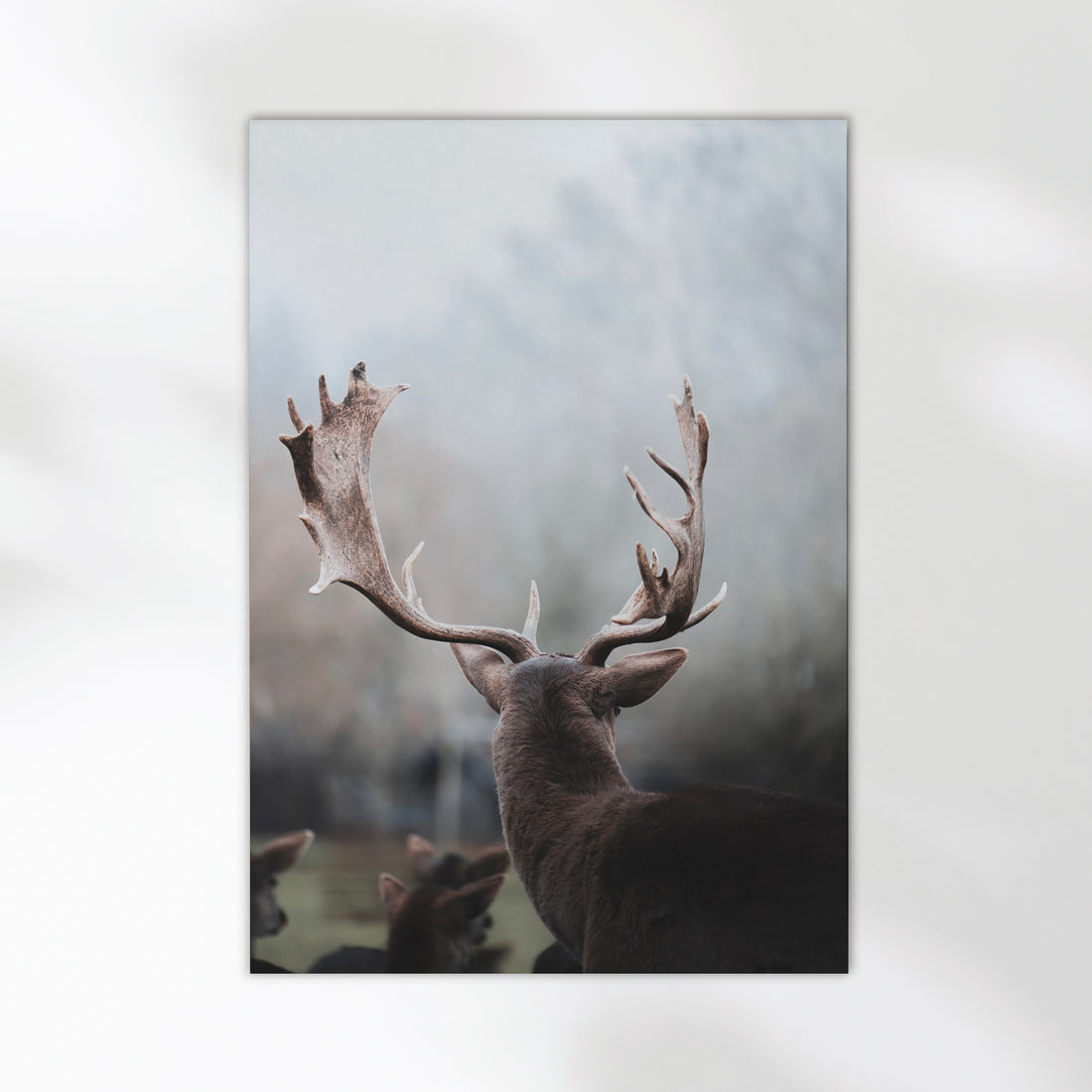 Close-up of a majestic stag with wide antlers in a misty German forest