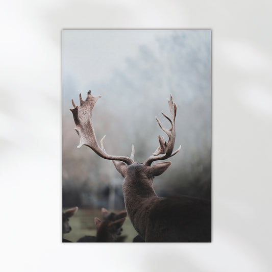 Close-up of a majestic stag with wide antlers in a misty German forest