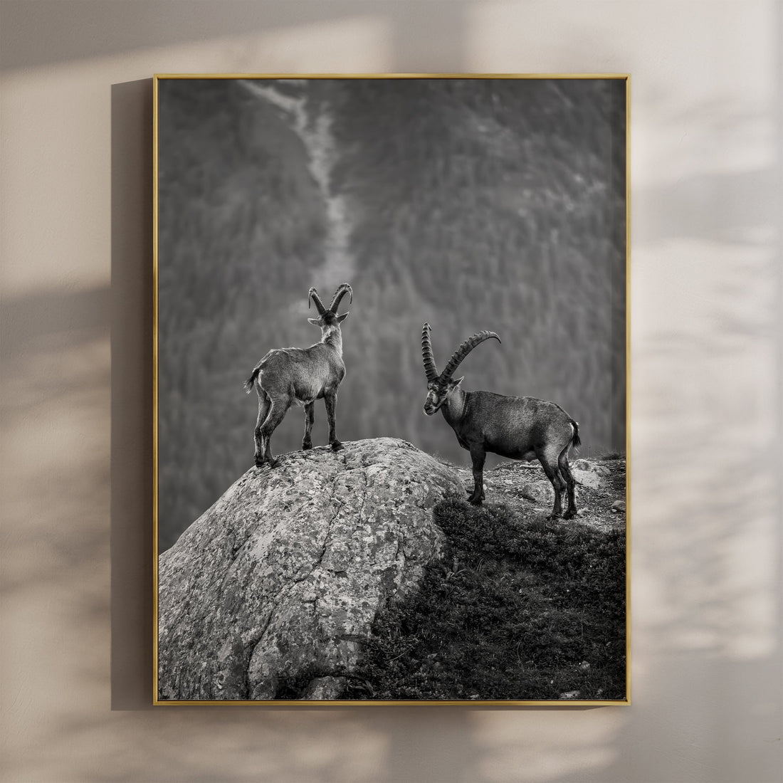 Stunning black and white Mont Blanc ibex wall art print, capturing wildlife atop the French Alps.