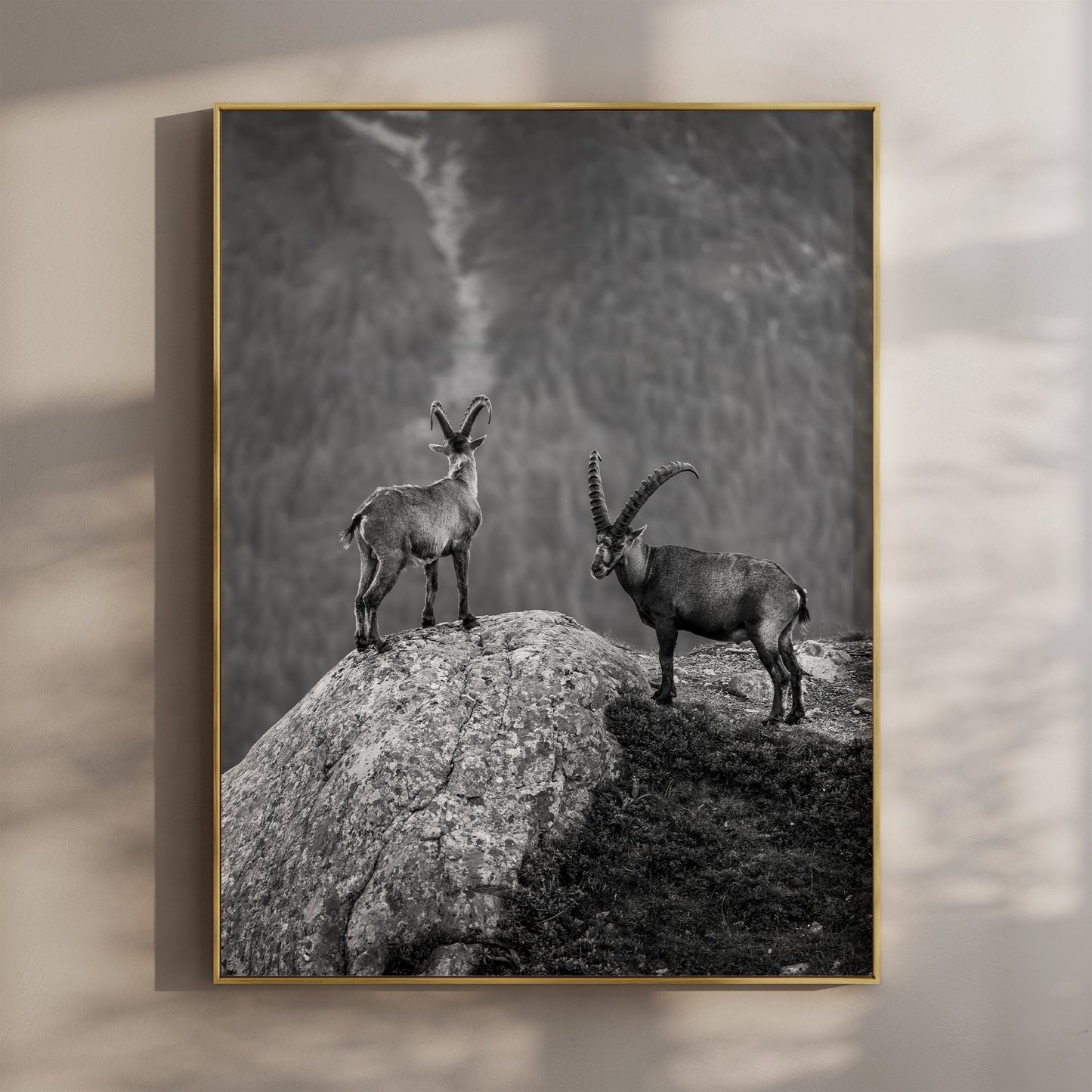 Stunning black and white Mont Blanc ibex wall art print, capturing wildlife atop the French Alps.