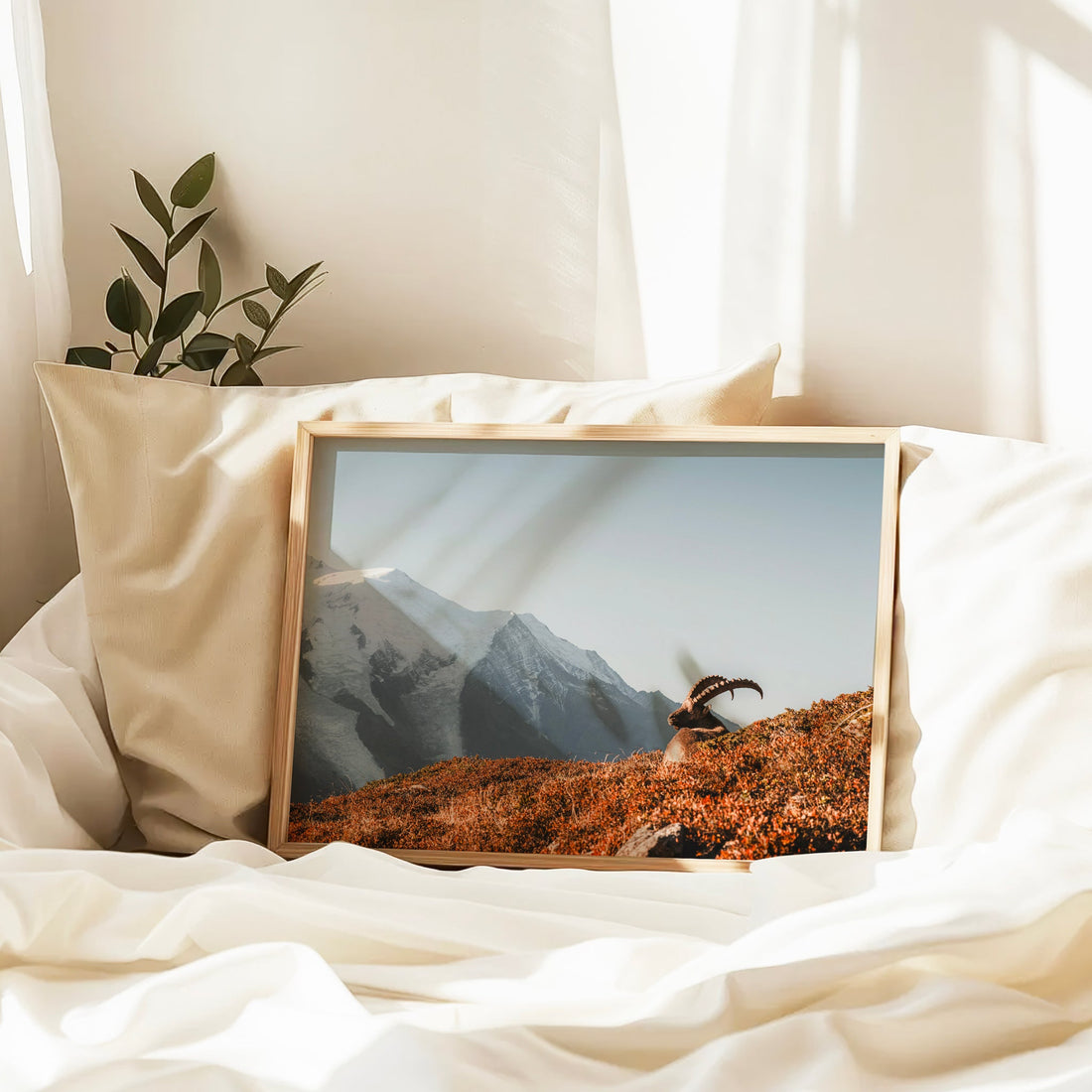 Tranquil Mont Blanc sunrise print showing a lone ibex perched above Chamonix with glowing mountain light.