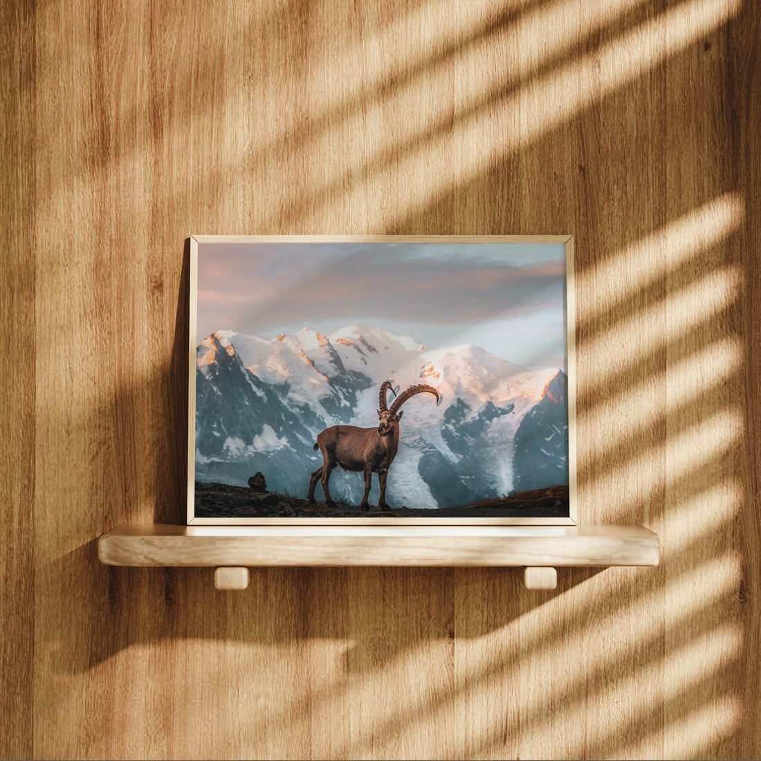 Wildlife wall art of a lone ibex in the French Alps, framed by the glaciers of Mont Blanc during twilight.