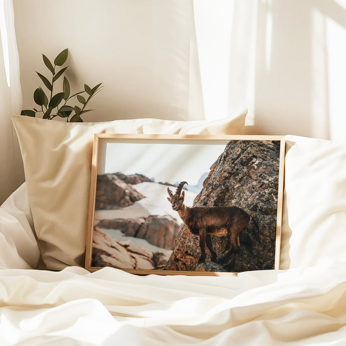 Photography print of a mountain goat in the Alps, ideal for rustic or mountain cabin wall decor themes.