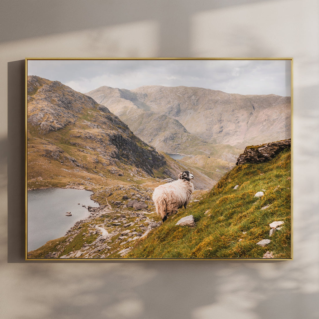 Fine art landscape print of the Old Man of Coniston with sheep on a grassy slope