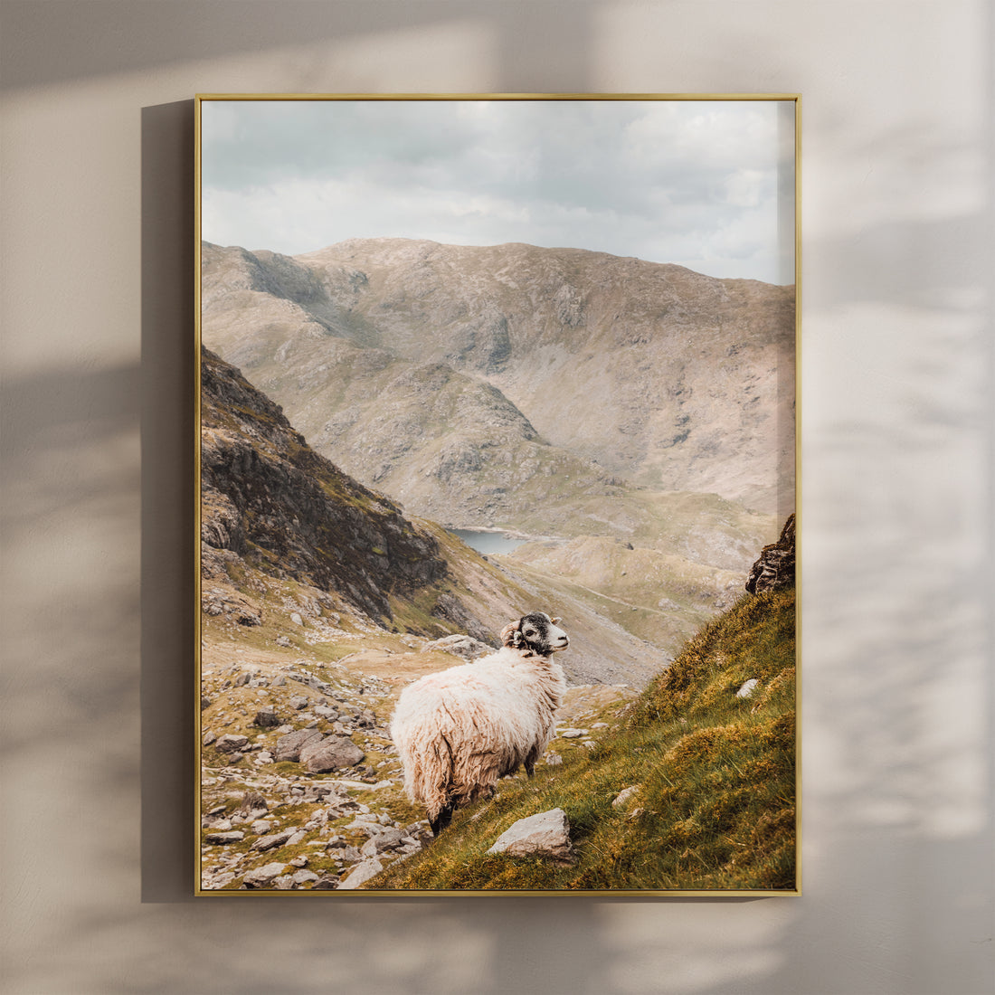 A Herdwick sheep on a steep grassy slope overlooking the rugged Old Man of Coniston mountains.