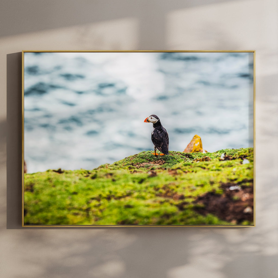 Puffin standing on a grassy cliff on Saltee Island, Ireland