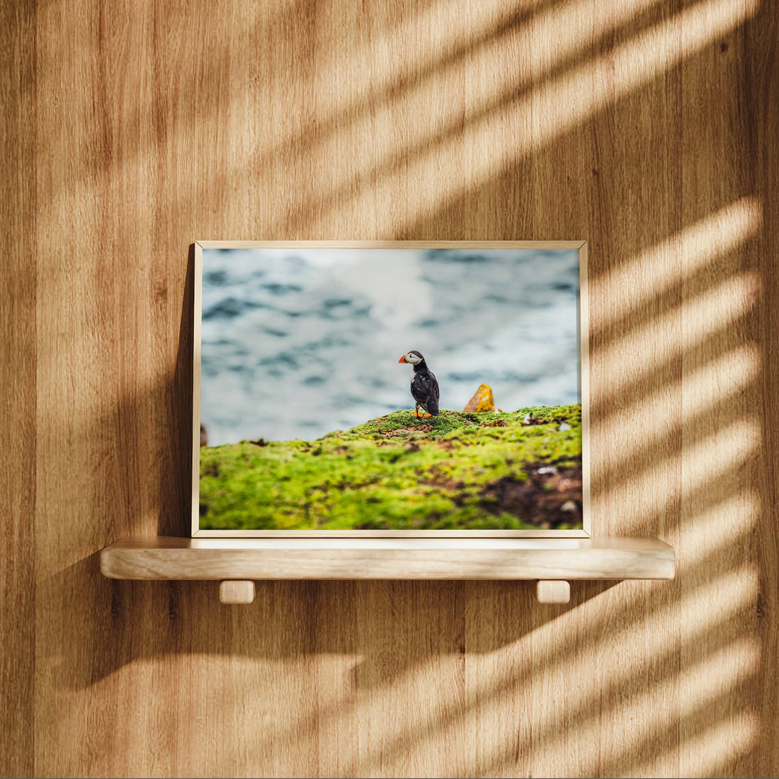 Puffin looking out over the ocean from Saltee Island